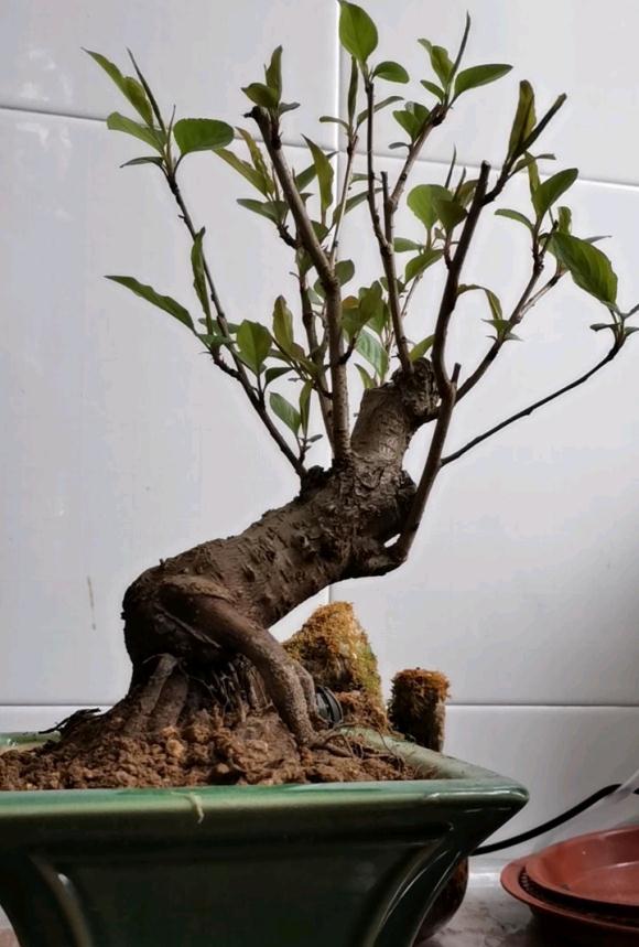 棠梨下山桩发芽了 挂果的真漂亮 图片