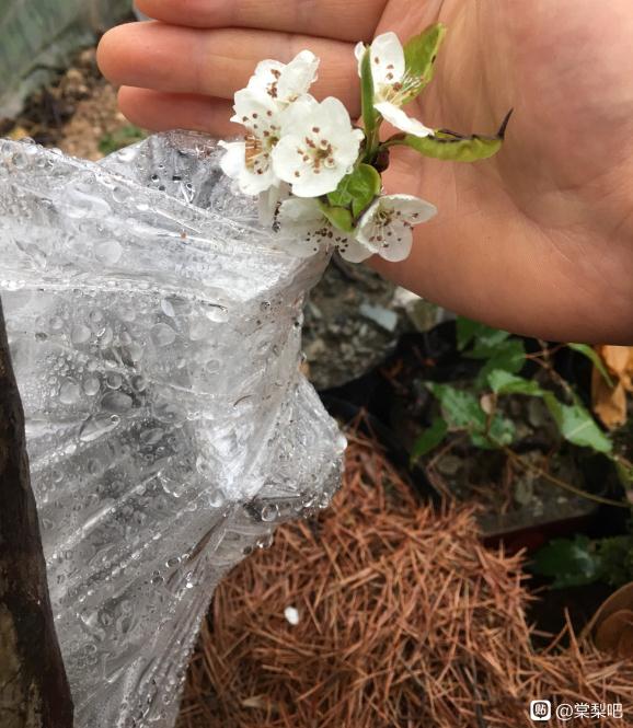 棠梨下山桩发芽了 挂果的真漂亮 图片