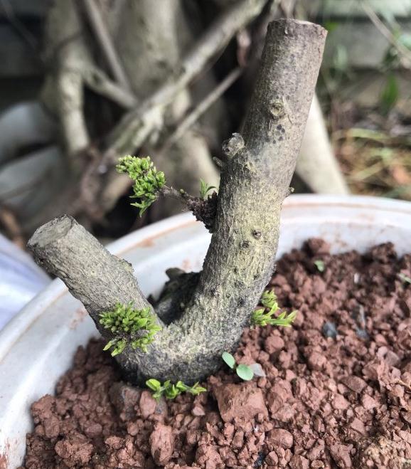 金弹子下山桩这样发芽怎么回事啊