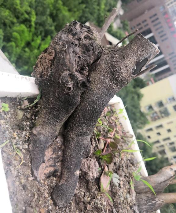 金弹子下山桩发芽了