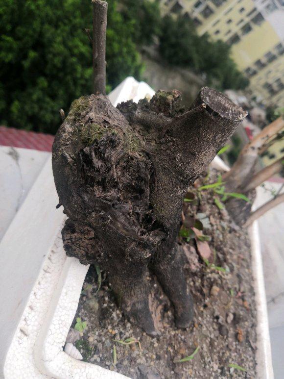 金弹子下山桩发芽了