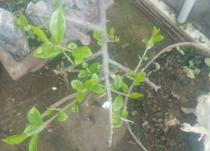 金弹子下山桩发芽太乱