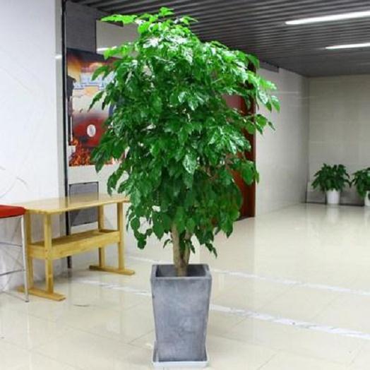 发财树下山桩发芽后怎么光照的方法