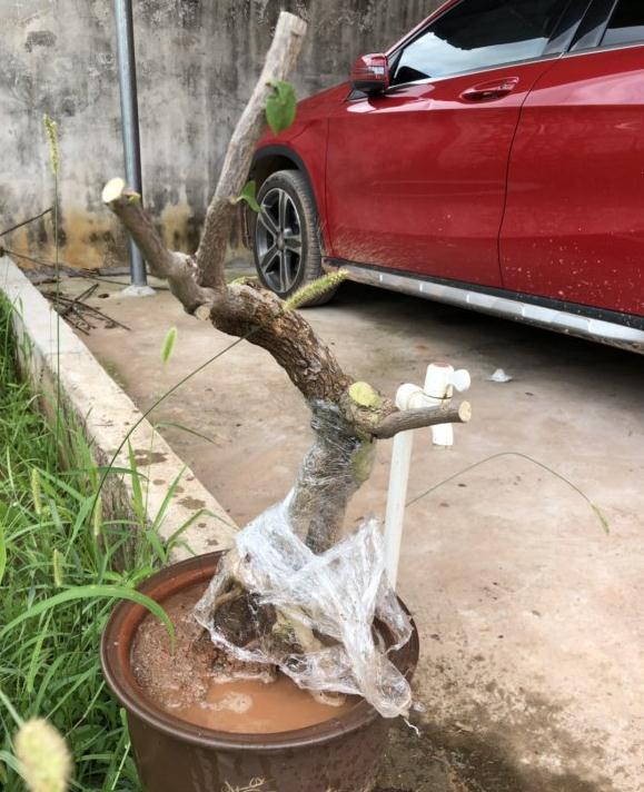 三角梅下山桩期待发芽中的效果