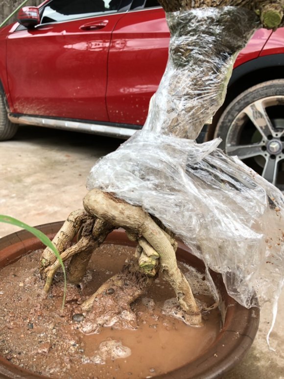 三角梅下山桩期待发芽中的效果