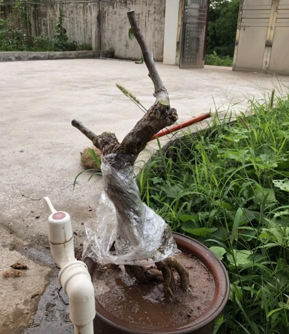 三角梅下山桩期待发芽中的效果