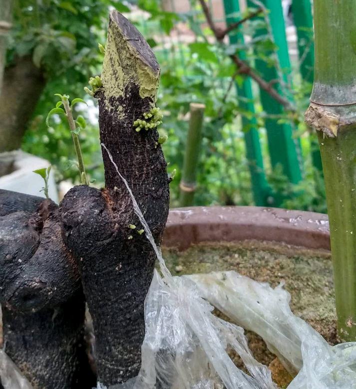 金弹子下山桩发芽了 然后再死了