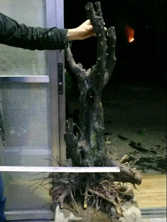 金弹子下山桩生桩有蚂蚁影响发芽吗
