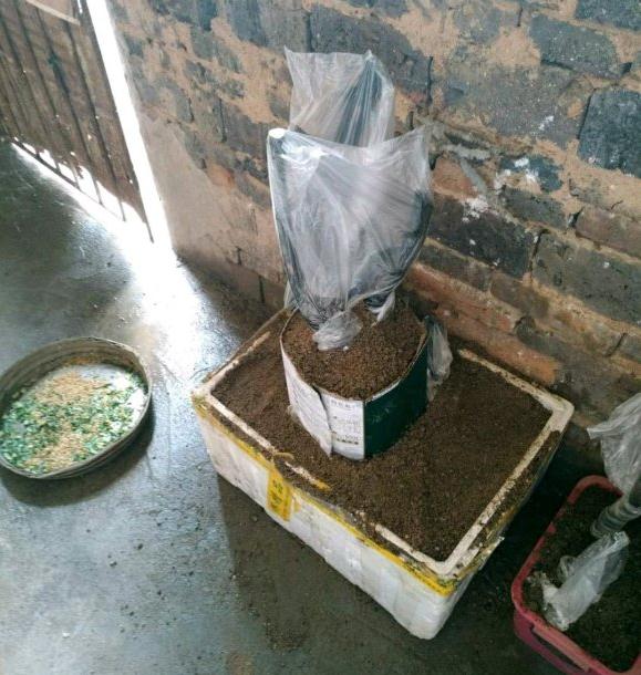 金弹子下山桩生桩有蚂蚁影响发芽吗