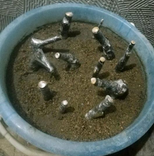 金弹子下山桩生桩 没有发芽的迹象