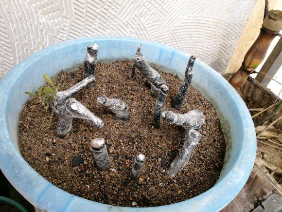 金弹子下山桩生桩 没有发芽的迹象