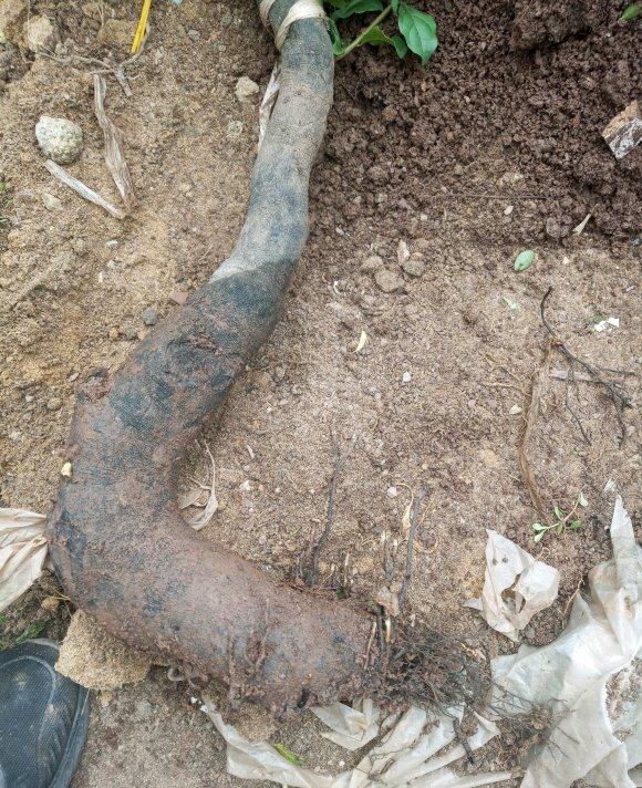 金弹子下山桩生桩 没有发芽的迹象