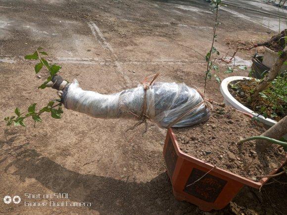 金弹子下山桩生桩 没有发芽的迹象