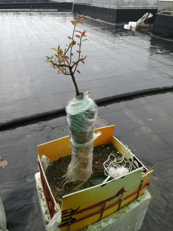 骨红梅下山桩生桩发芽了