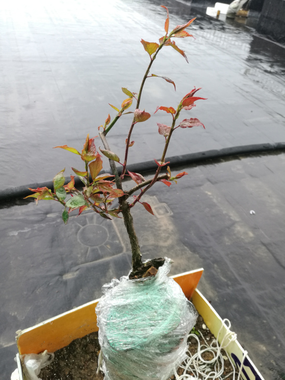 骨红梅下山桩生桩发芽了