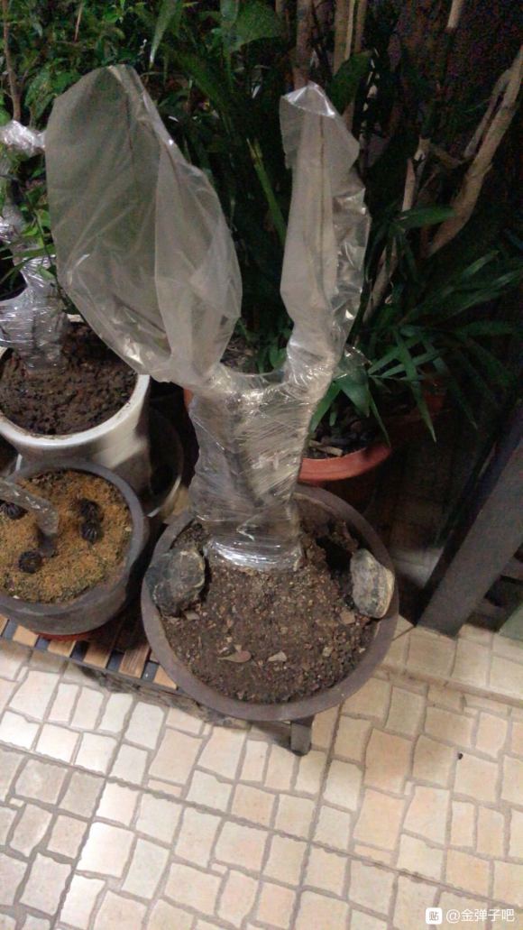 金弹子下山桩生桩发芽后一直长的不错