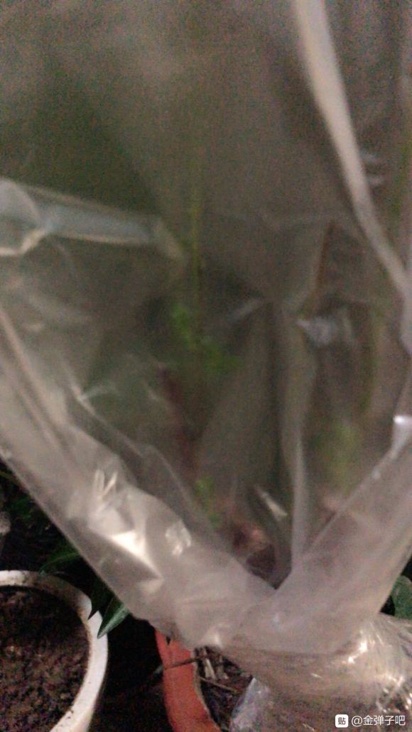 金弹子下山桩生桩发芽后一直长的不错