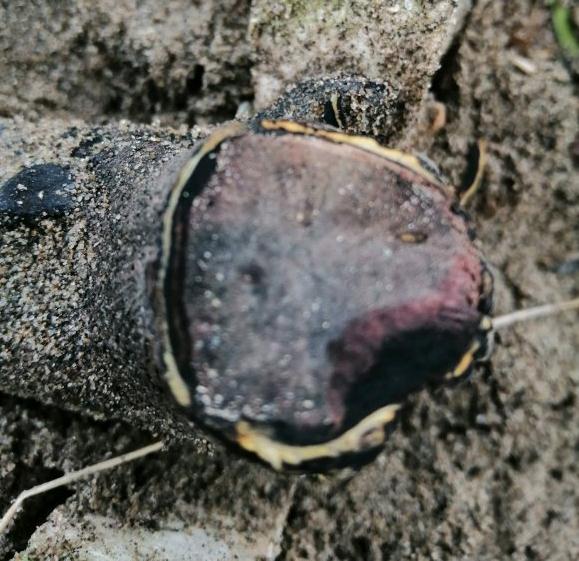 3年的金弹子下山桩 飘枝不发芽