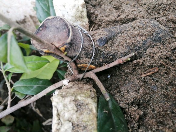 3年的金弹子下山桩 飘枝不发芽