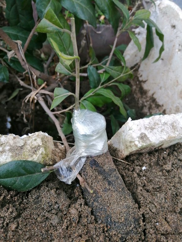 3年的金弹子下山桩 飘枝不发芽