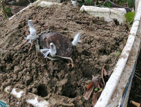 金弹子下山桩发芽了 多长可以拆掉薄膜