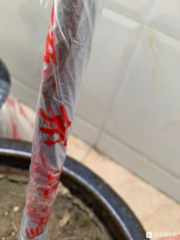 金弹子下山桩一个发芽