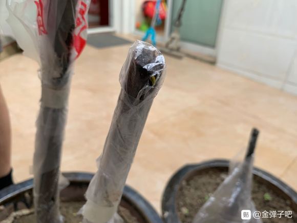 金弹子下山桩一个发芽