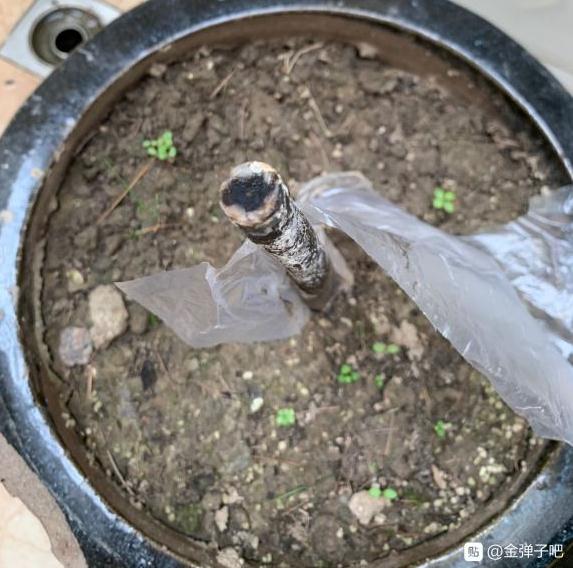 金弹子下山桩一个发芽