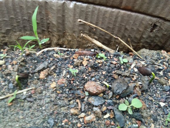 年前种的金弹子下山桩生根