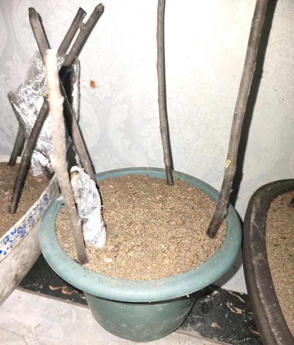 金弹子下山桩生桩没发芽 还能发芽吗