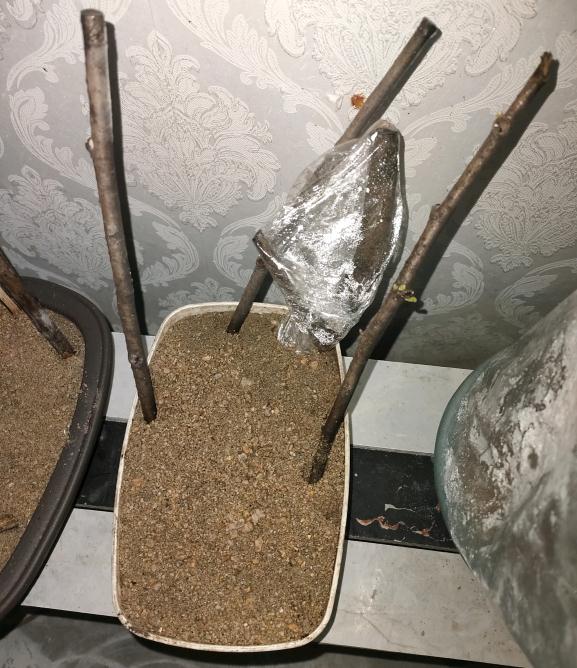 金弹子下山桩生桩没发芽 还能发芽吗