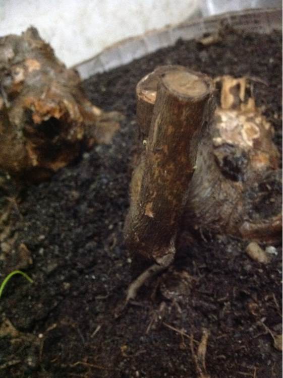 黄荆下山桩种下多久能生根