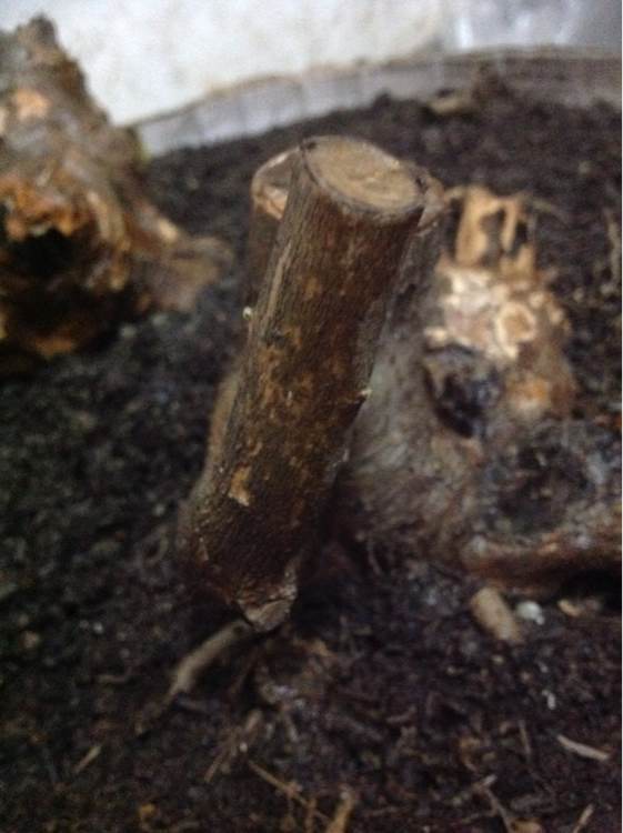 黄荆下山桩种下多久能生根