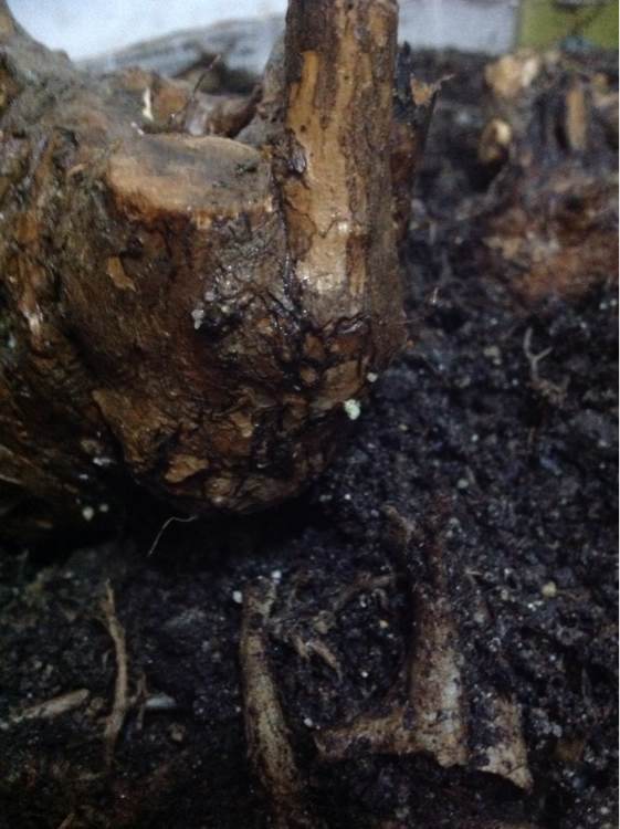 黄荆下山桩种下多久能生根