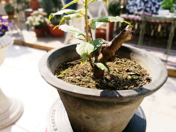 2棵梅花下山桩发芽没到位吗