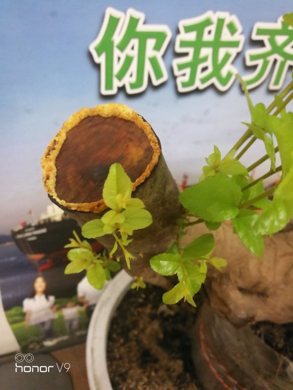 雀梅生桩发芽后 崩裂死了