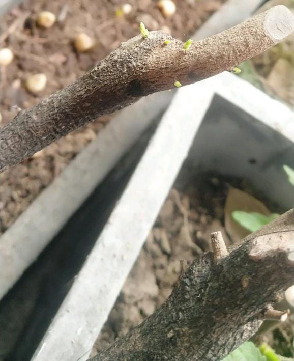 练手的金弹子下山桩终于发芽了