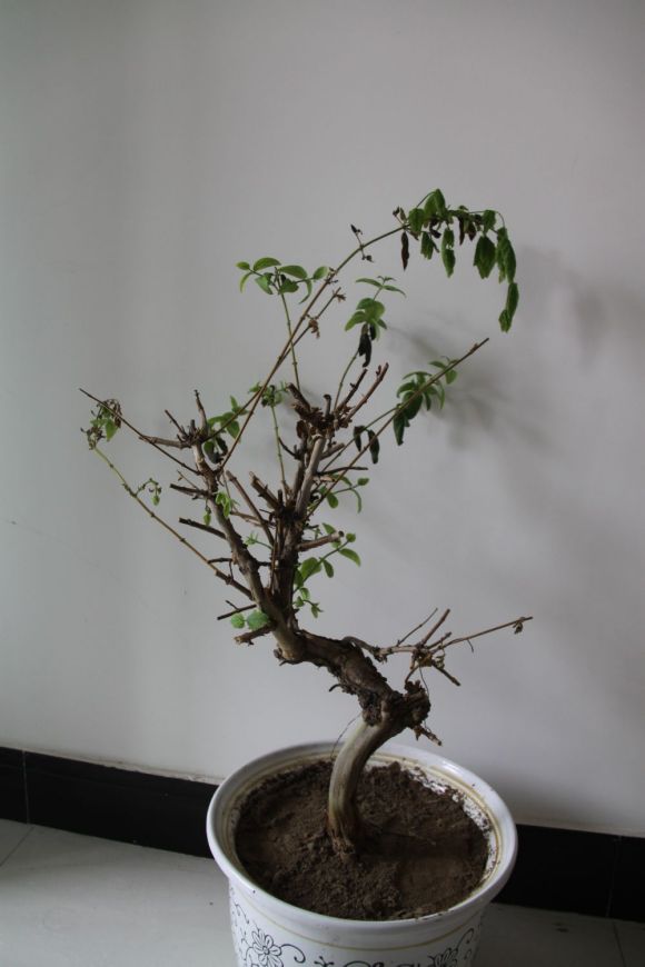 金银花下山桩枯萎了怎么办 图片