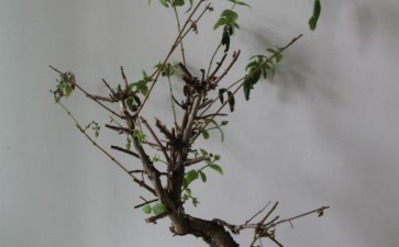 金银花下山桩枯萎了怎么办 图片