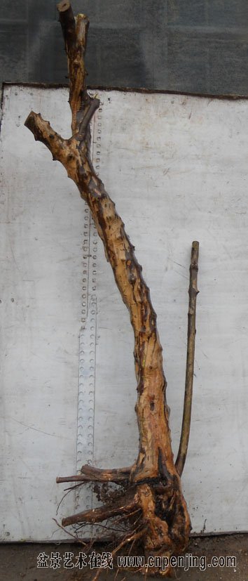 雀梅下山桩一个月了不发芽 根会不会坏