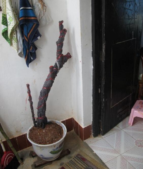 雀梅下山桩一个月了不发芽 根会不会坏