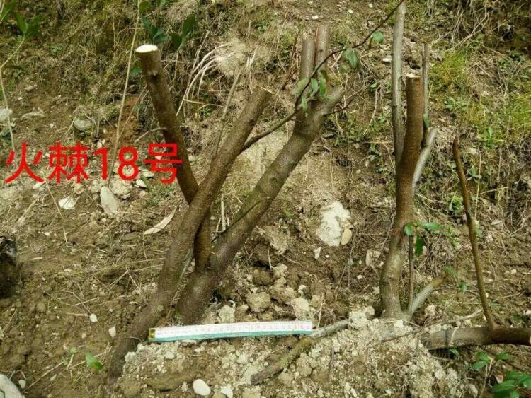 火棘下山桩深盆栽多久能发芽 图片