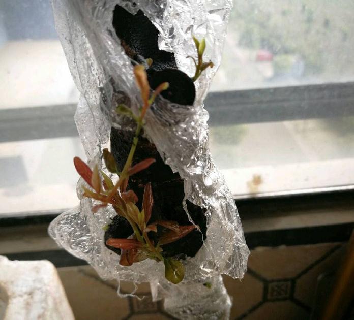 金弹子下山桩套袋没有发芽