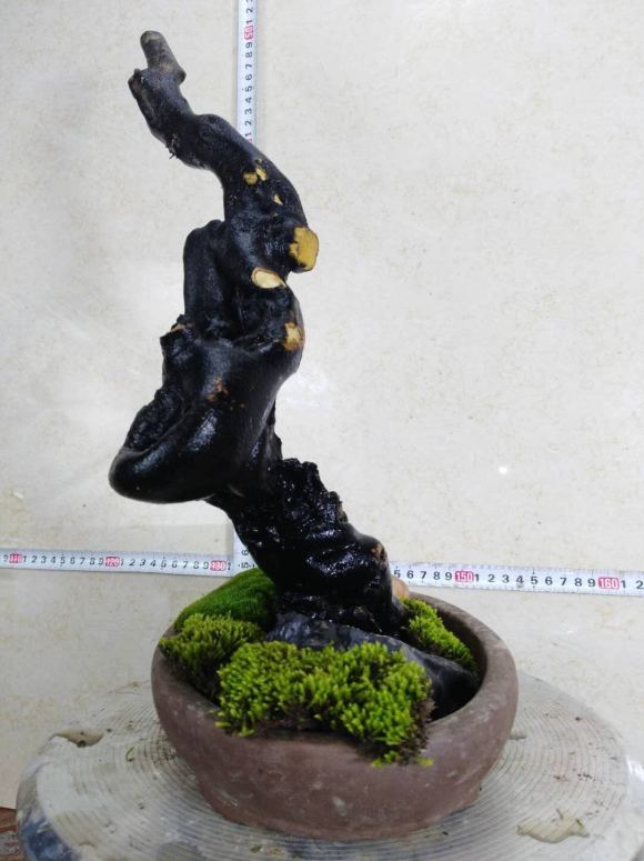 老鸦柿下山桩生桩怎么发芽的过程