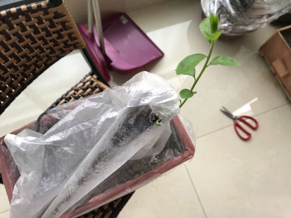 老鸦柿下山桩生桩怎么发芽的过程