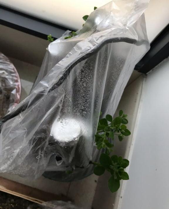 老鸦柿下山桩生桩怎么发芽的过程