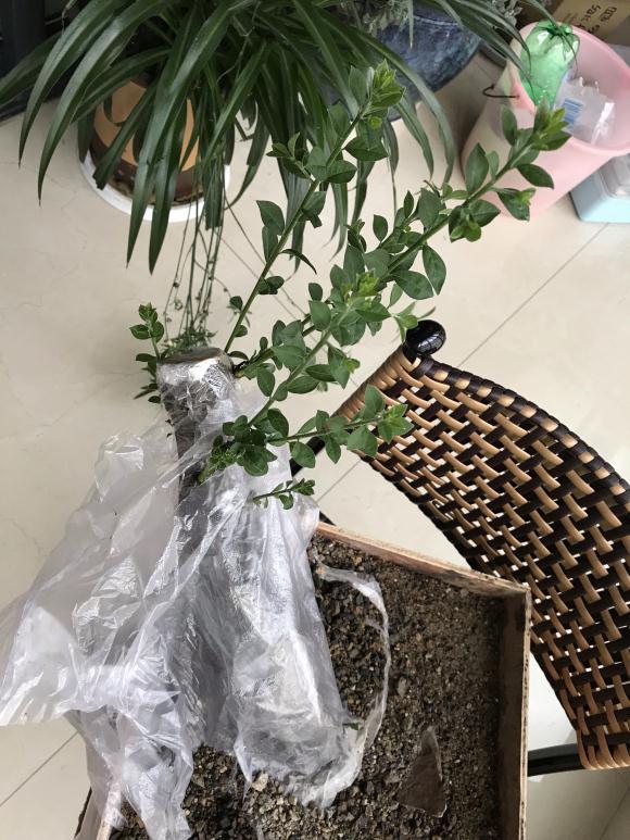 老鸦柿下山桩生桩怎么发芽的过程