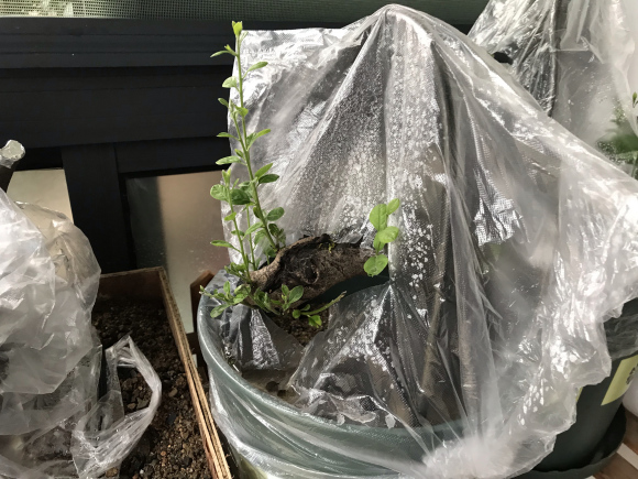 老鸦柿下山桩生桩怎么发芽的过程