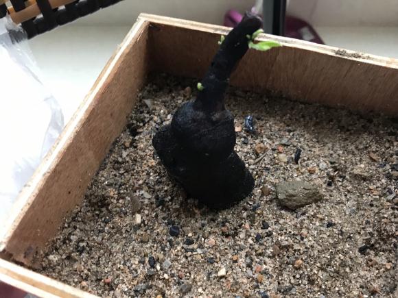 老鸦柿下山桩生桩怎么发芽的过程