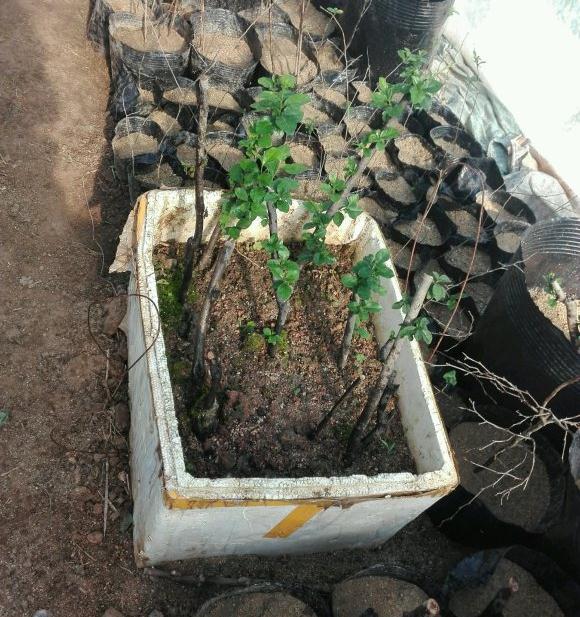 老鸦下山桩生桩怎么发芽后回芽